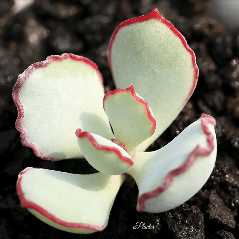 Cotyledon 'Choco Line' aplanter