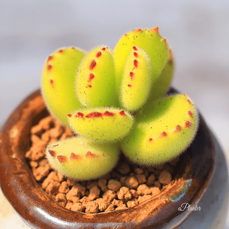 Cotyledon Ladismithiensis aplanter