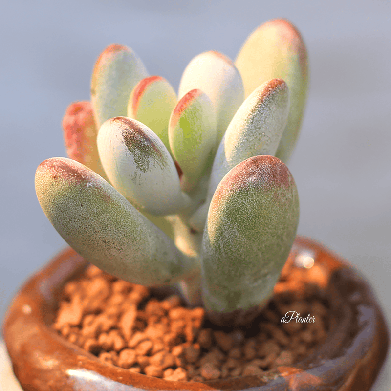 Cotyledon Orbiculata Cv aplanter