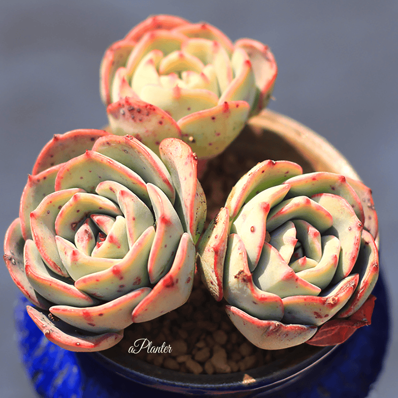 Echeveria 'Atlantis' aplanter