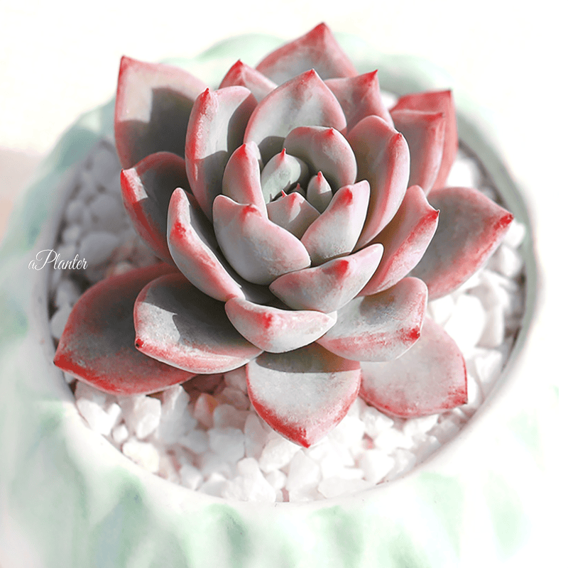 Echeveria Blue Bird aplanter