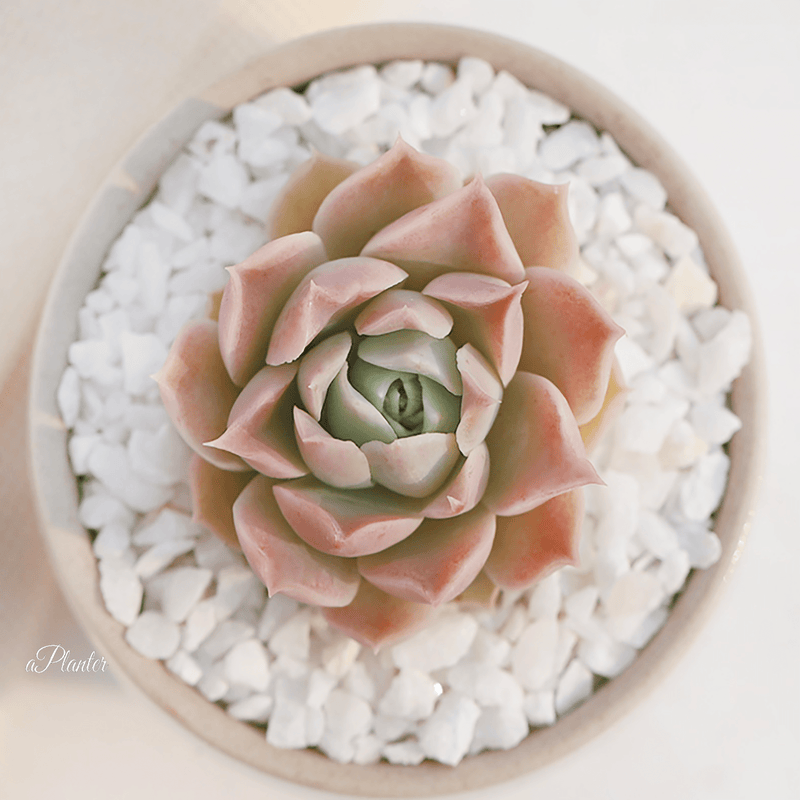 Echeveria Halbingeri Walther aplanter