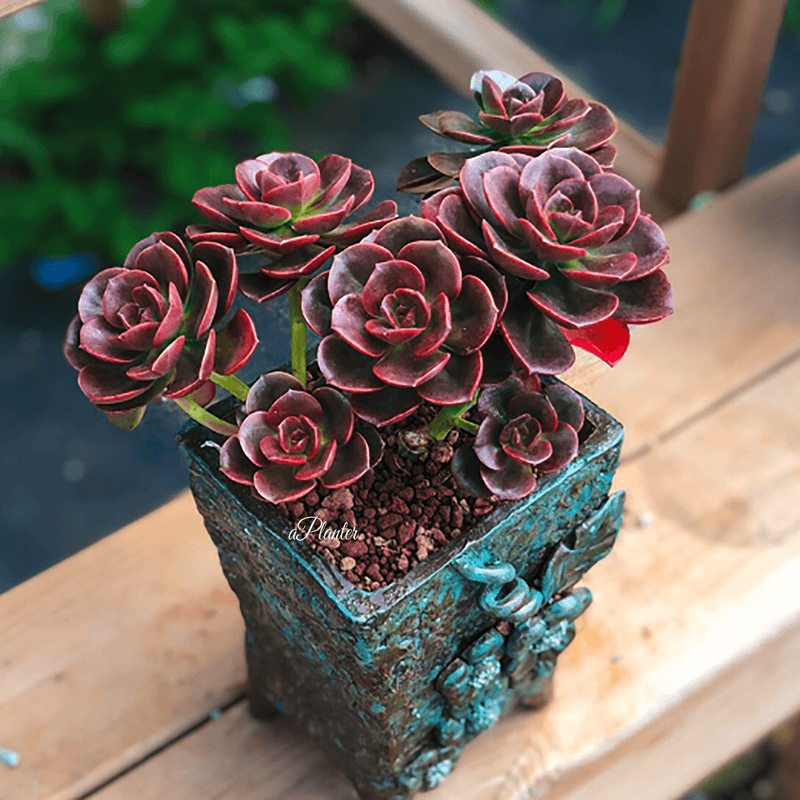 Echeveria 'Melaco' aplanter