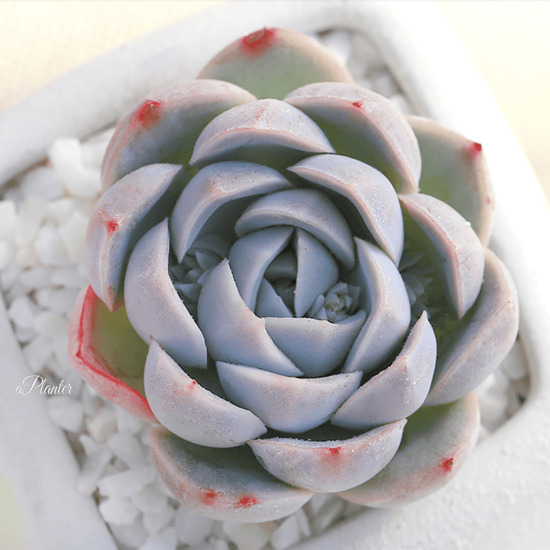 Echeveria Mexican Snowball aplanter
