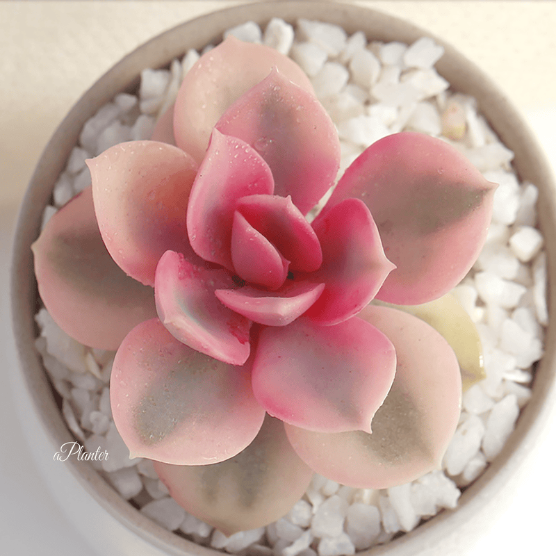 Echeveria Rainbow aplanter