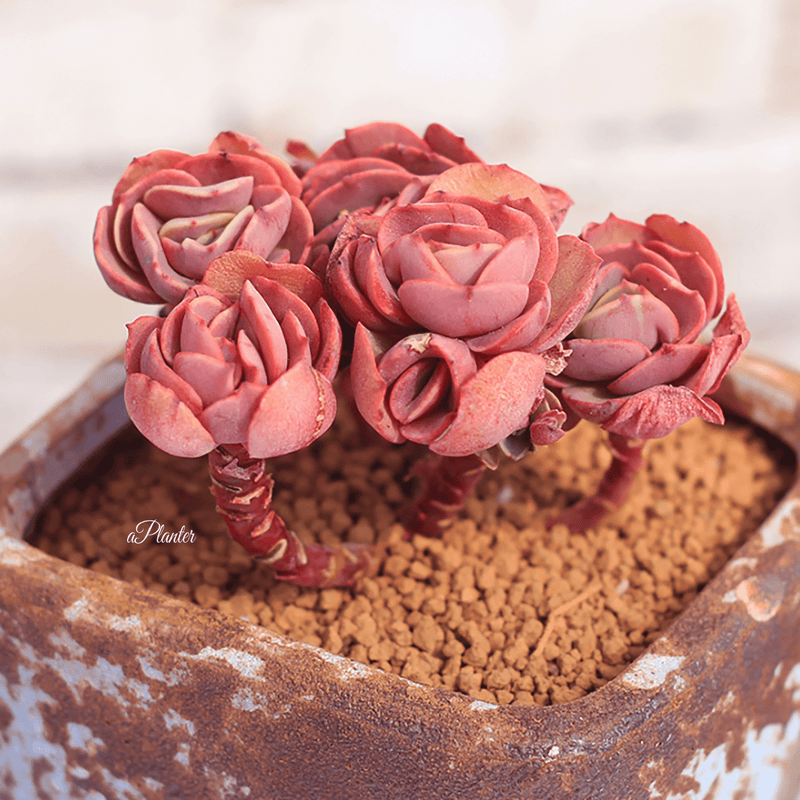 Echeveria Sunyan aplanter
