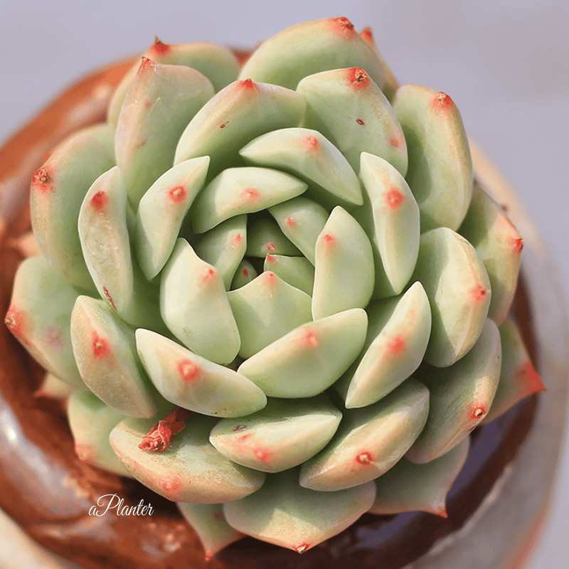 Echeveria Tippy aplanter