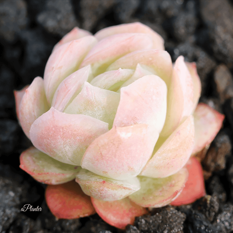 Echeveria Twin Berry aplanter