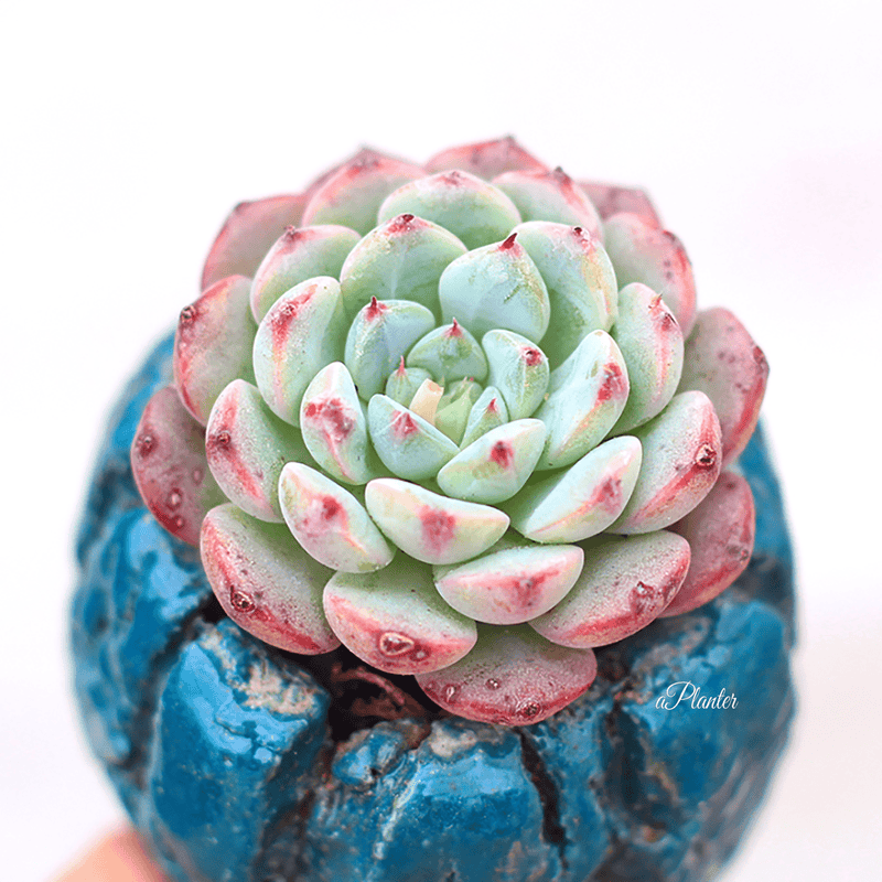 Echeveria White Minima aplanter
