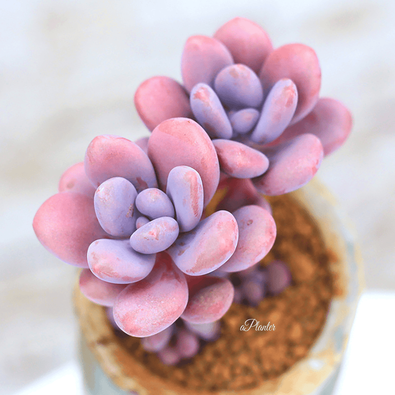 Graptopetalum Amethystinum (Rose) Walther aplanter
