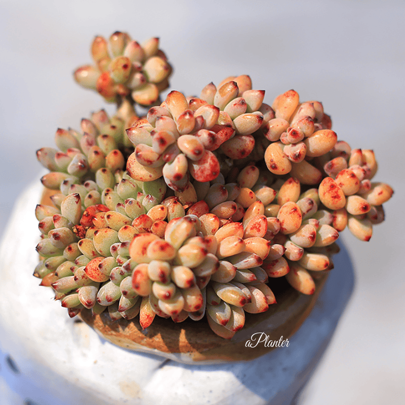 Graptopetalum 'Blackberry' aplanter