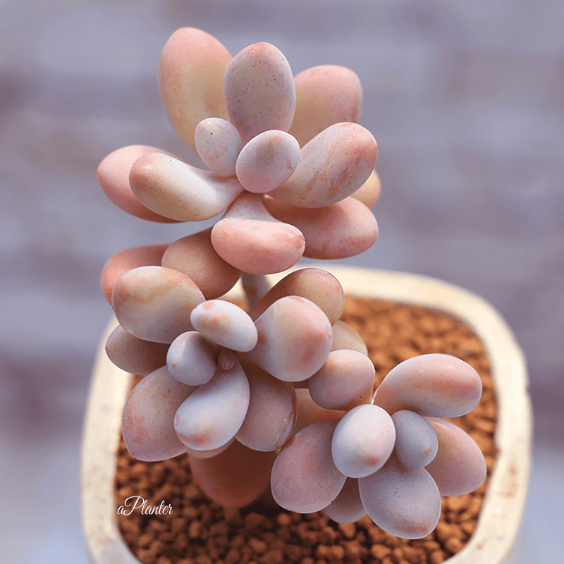 Graptopetalum Sp Ellen aplanter