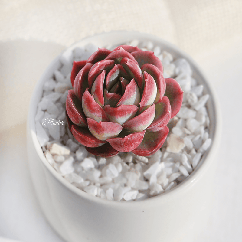 Lemon Berry aplanter