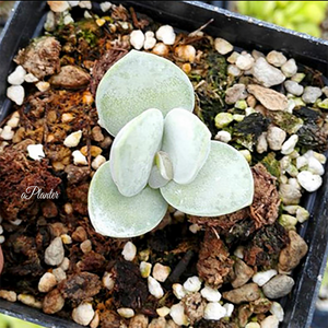 Adromischus Leucophyllus