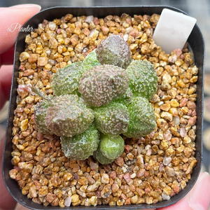 Adromischus Marianae F. Herrei 'Lime Drops'