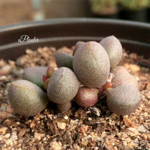 Adromischus Marianae 'Little Spheroid'