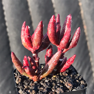 Adromischus Filicaulis Red Mutation