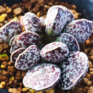 Adromischus Marianae Bryan Makin