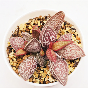 Adromischus Marianae Red Peace