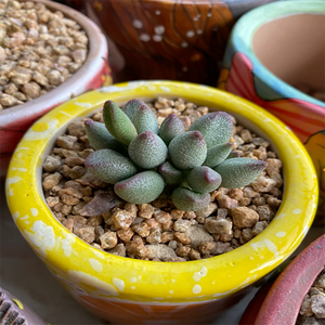 Adromischus Marianae Small Redbeak