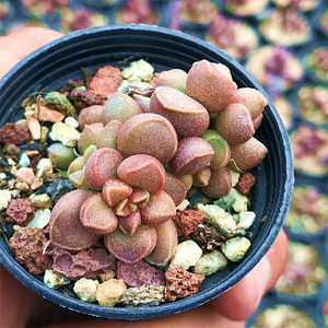 Adromischus Marianae Tanqua Middelpos