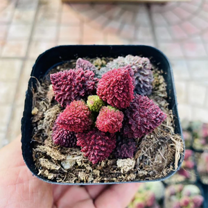 Adromischus Marianae F. Herrei