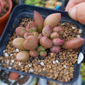 Adromischus Marianae Var. Herrei Coffee Bean