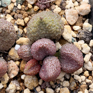 Adromischus Marianae Var. Herrei Cream Fruit