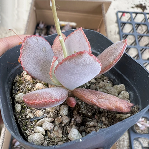 Adromischus Schuldthianus Vrede Nam