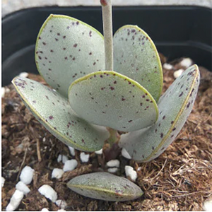 Adromischus Schuldtianus Radiance