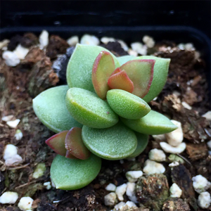 Adromischus Subdistichous Witklip