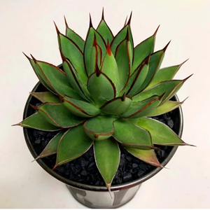 Agave Burnt Burgundy