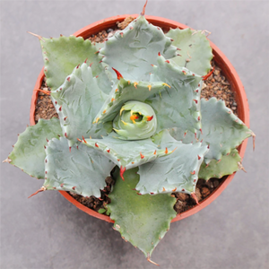 Agave Isthmensis Dwarf Butterfly