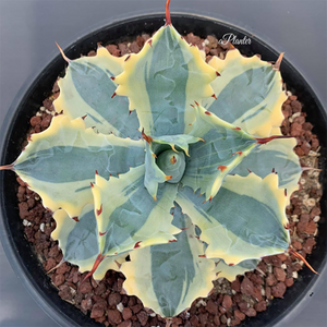 Agave Potatorum Verschaffeltii Variegata Curl