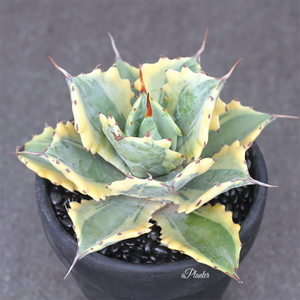 Agave Potatorum Verschaffeltii Variegata Curl