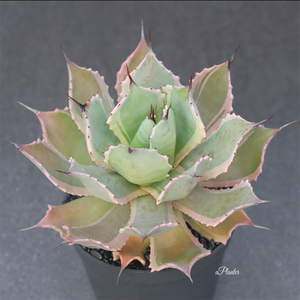 Agave Potatorum Verschaffeltii Variegata Pink