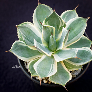 Agave Potatorum Verschaffeltii Variegata Wavy