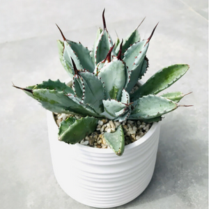 Agave Potatorum cv. Cubic