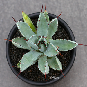 Agave Pumila