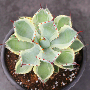 Agave Pumila Variegata