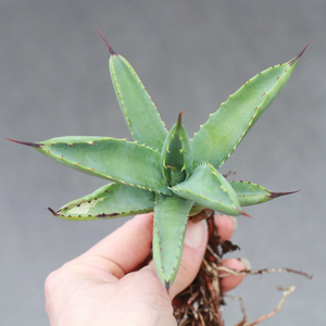 Agave Macroacantha