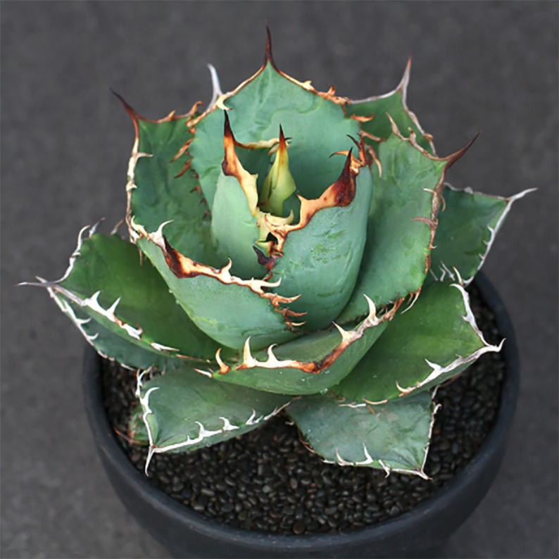 Agave Titanota