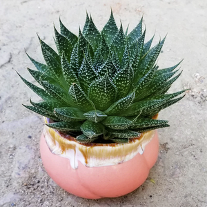 Aloe Aristata Var. Montana x Gasteraloe Beguinii