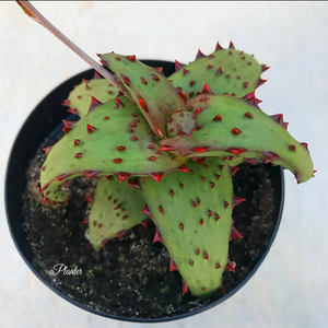 Aloe Castilloniae