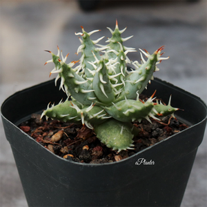 Aloe Erinacea