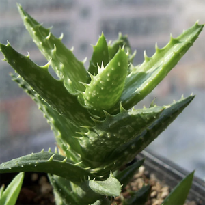 Aloe Juvenna Brandham et S. Carter