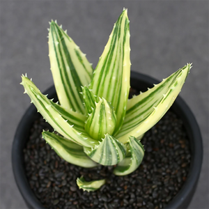 Aloe Perfoliata Variegata Mitre Aloe Rubble Aloe