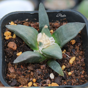 Ariocarpus Retusus Scheidw