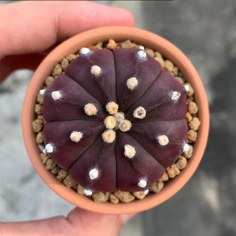 Astrophytum Asterias Purple
