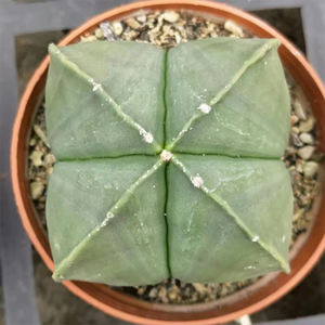 Astrophytum Myriostigma Var. Nudum Cactus